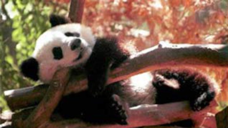 Китайская панда убила своего детеныша