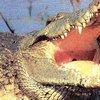 В Каире пойман крокодил, сбежавший от хозяев