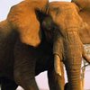 В кенийском заповеднике ищут слона-убийцу