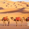 Перуанцы отравили подаренных марокканским королем верблюдов