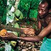Африканские фермеры взвинтят мировые цены на шоколад