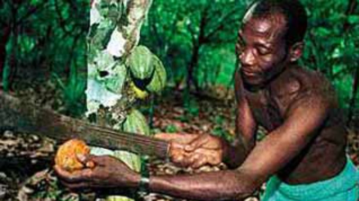 Африканские фермеры взвинтят мировые цены на шоколад