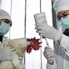 В России зафиксирована вспышка "птичьего гриппа"