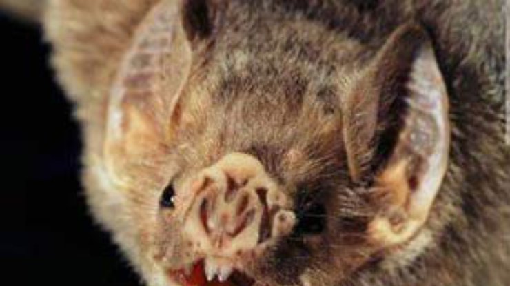 В Перу бешеные летучие мыши убивают людей