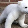 Защитник животных предложил убить медвежонка "из гуманных соображений"