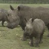 В Германии вернули зрение маленькому носорогу