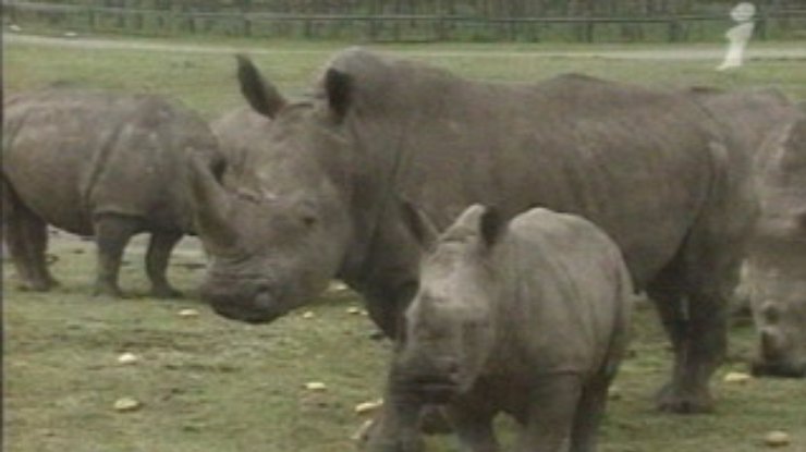 В Германии вернули зрение маленькому носорогу