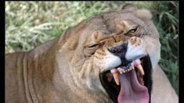 В Мексике домашние лев и тигр пообедали хозяином