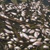 Жара погубила 50 тонн рыбы на побережье Азовского моря