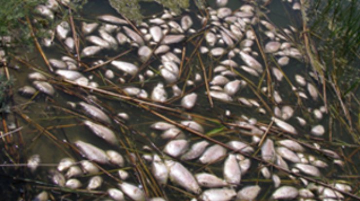 Жара погубила 50 тонн рыбы на побережье Азовского моря