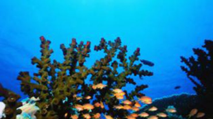 В районе Карибских островов умирают кораллы