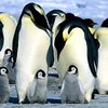 Ученые: Древние пингвины обитали в тропиках