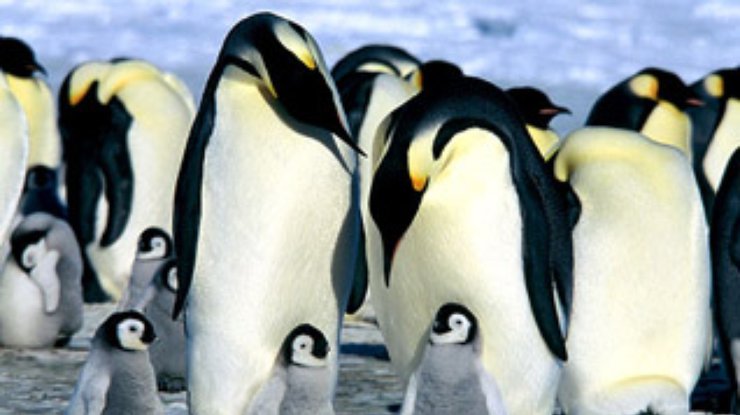 Ученые: Древние пингвины обитали в тропиках