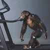 Раскрыт секрет прямохождения шимпанзе