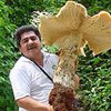 В Мексике нашли гриб весом 20 килограмм