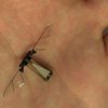 Робот-муха летает как насекомое