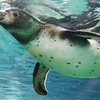 Зоопарк в Перу закрыли из-за украденных пингвинов