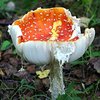 В Житомирской области три человека отравились грибами