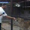 Зоопарк на дому: Житель Запорожской области держит у себя львов