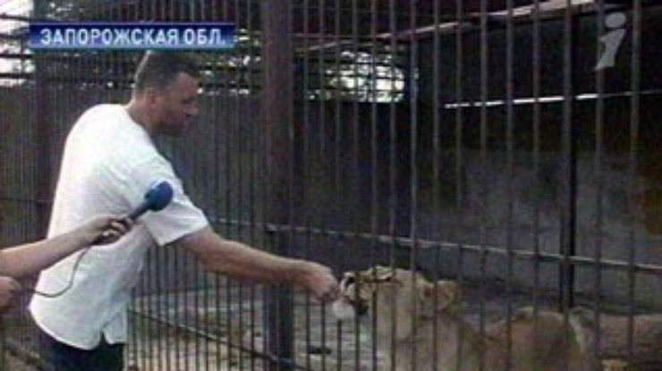 Зоопарк на дому: Житель Запорожской области держит у себя львов