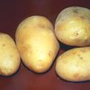 ООН объявила Международный год картофеля