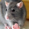 В российском детском саду 15 малышей отравились крысиным ядом