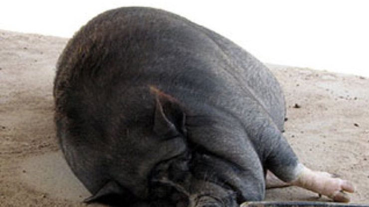 Полиция США расследует причины ожирения домашней свиньи