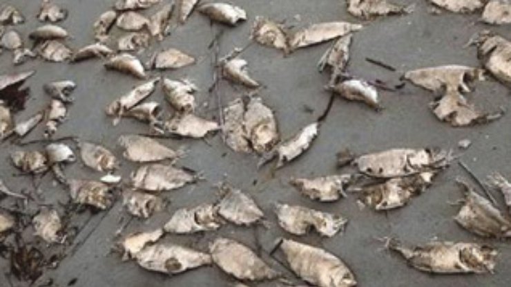 В Керченском проливе погибли уже 9 тысяч рыб