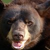 В США в угоне автомобиля обвинили медведя