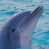Экологи: В Керченском проливе гибнут дельфины