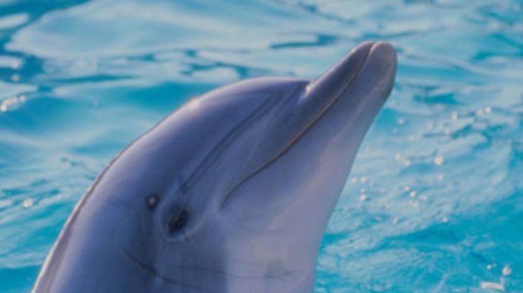 Экологи: В Керченском проливе гибнут дельфины