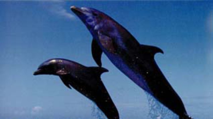 Масштаб угрозы для дельфинов Керченского залива пока не ясен