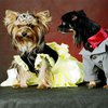 В Великобритании возникла мода на карнавальные костюмы для собак