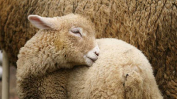 Турецкие ученые смогли клонировать овцу
