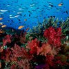 Исчезновение коралловых рифов напрямую связано с деятельнотью человека