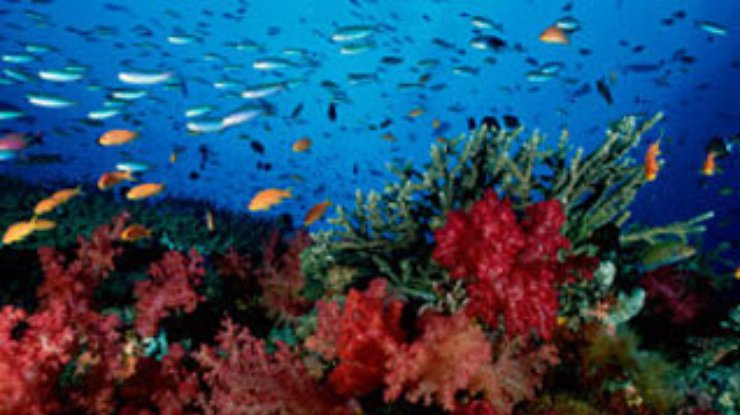 Исчезновение коралловых рифов напрямую связано с деятельнотью человека