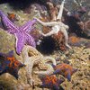Увеличение популяции морских звезд грозит исчезновением коралловым рифам