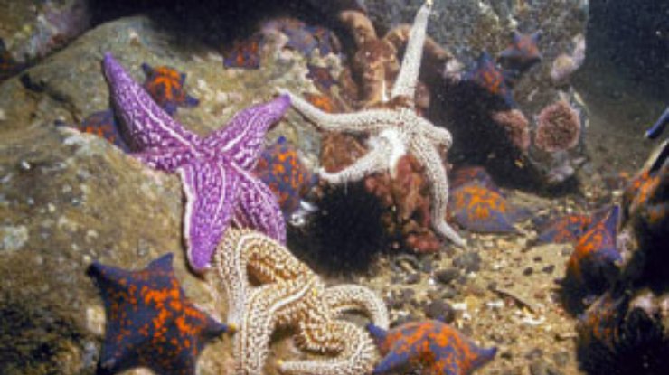 Увеличение популяции морских звезд грозит исчезновением коралловым рифам