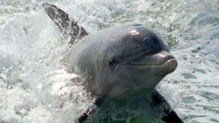 В США суд защитил права дельфинов и китов