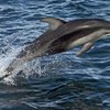 Дельфин спас от гибели двух китов