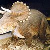 В Мексике нашли останки рогатого динозавра