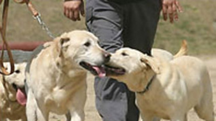 В Южной Корее клонировали собак-ищеек