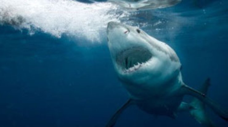 Из-за глобального потепления у берегов Мексики появились акулы