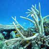 Ученые: Солнцезащитные кремы угрожают кораллам