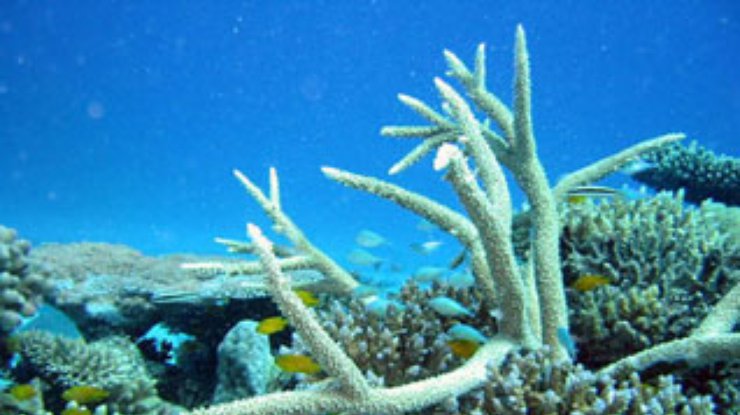 Ученые: Солнцезащитные кремы угрожают кораллам