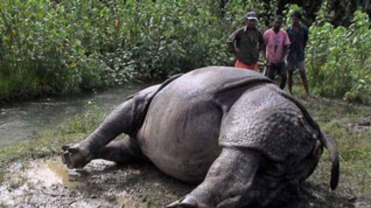 Непальский носорог находится на грани вымирания