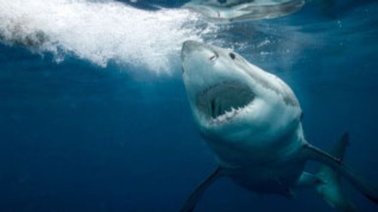 Чипы помогут установить причины агрессии акул