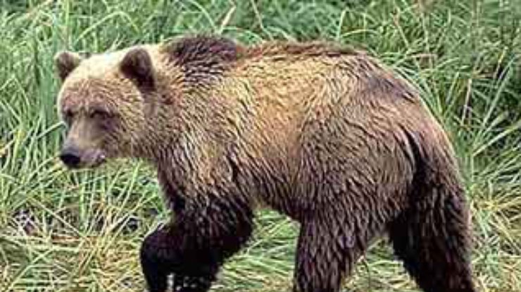 В Румынии голодные медведи пришли в ресторан
