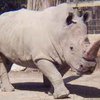 Последние четыре особи белого носорога под угрозой уничтожения