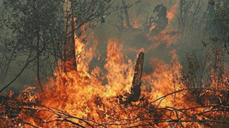 Турецкие отели эвакуируются из-за лесных пожаров